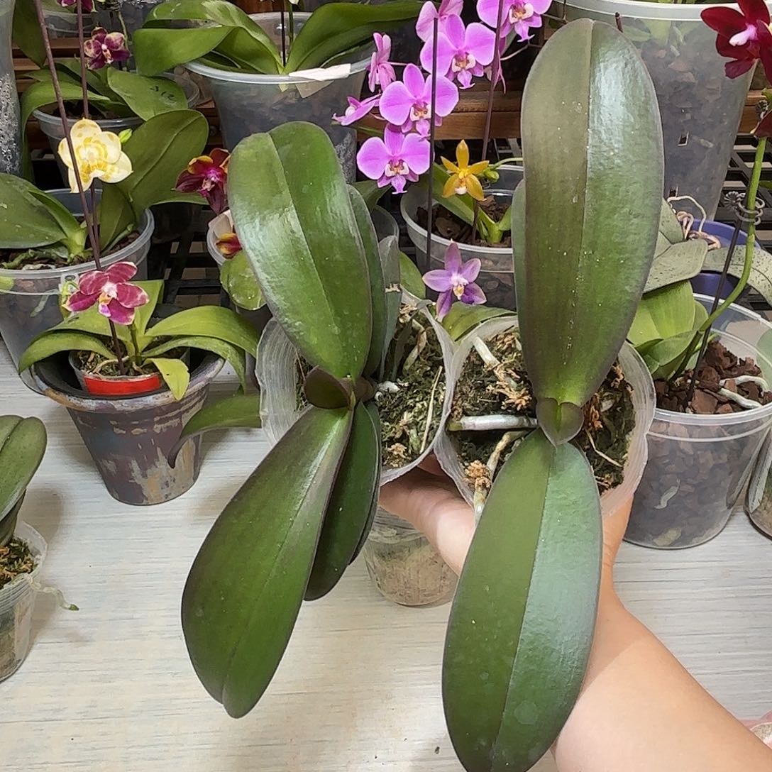 刘***哥当前无花栽培后可以开花佛陀宝藏用券2颗