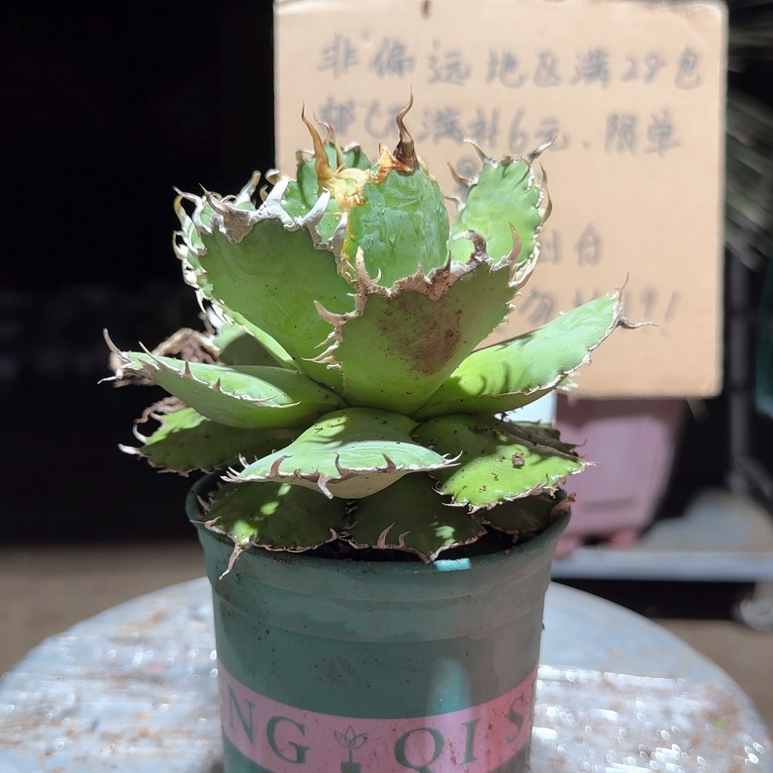 完全开放蕾丝仁王冠龙舌兰