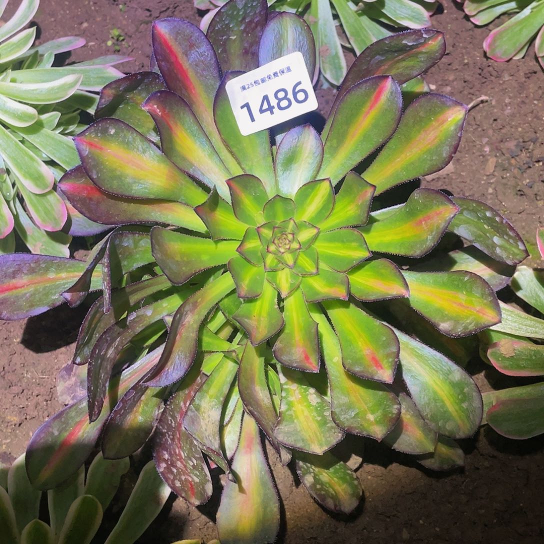 1486晚霞多肉植物