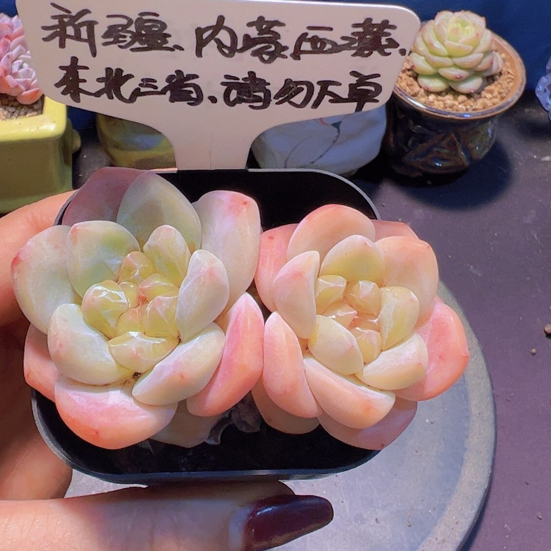 新品女王珍妮，裸根发货