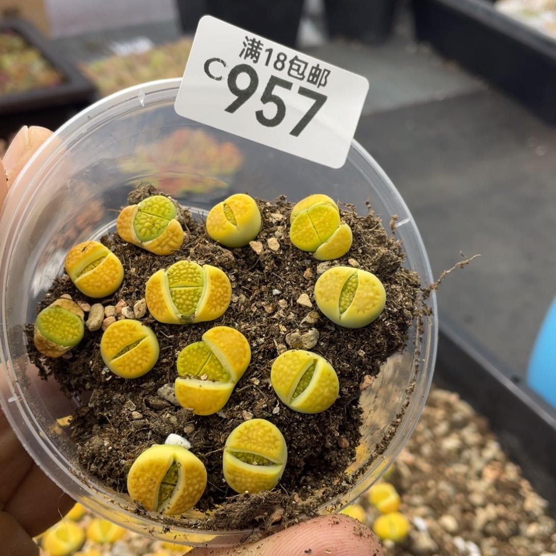 红陶吃***萝00000000000000957