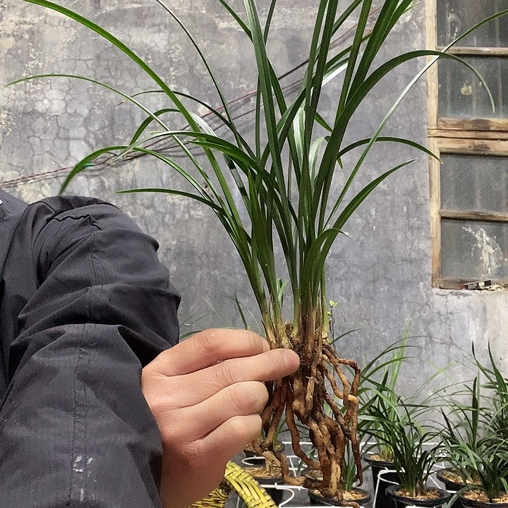 奇***人完全开放生态春兰