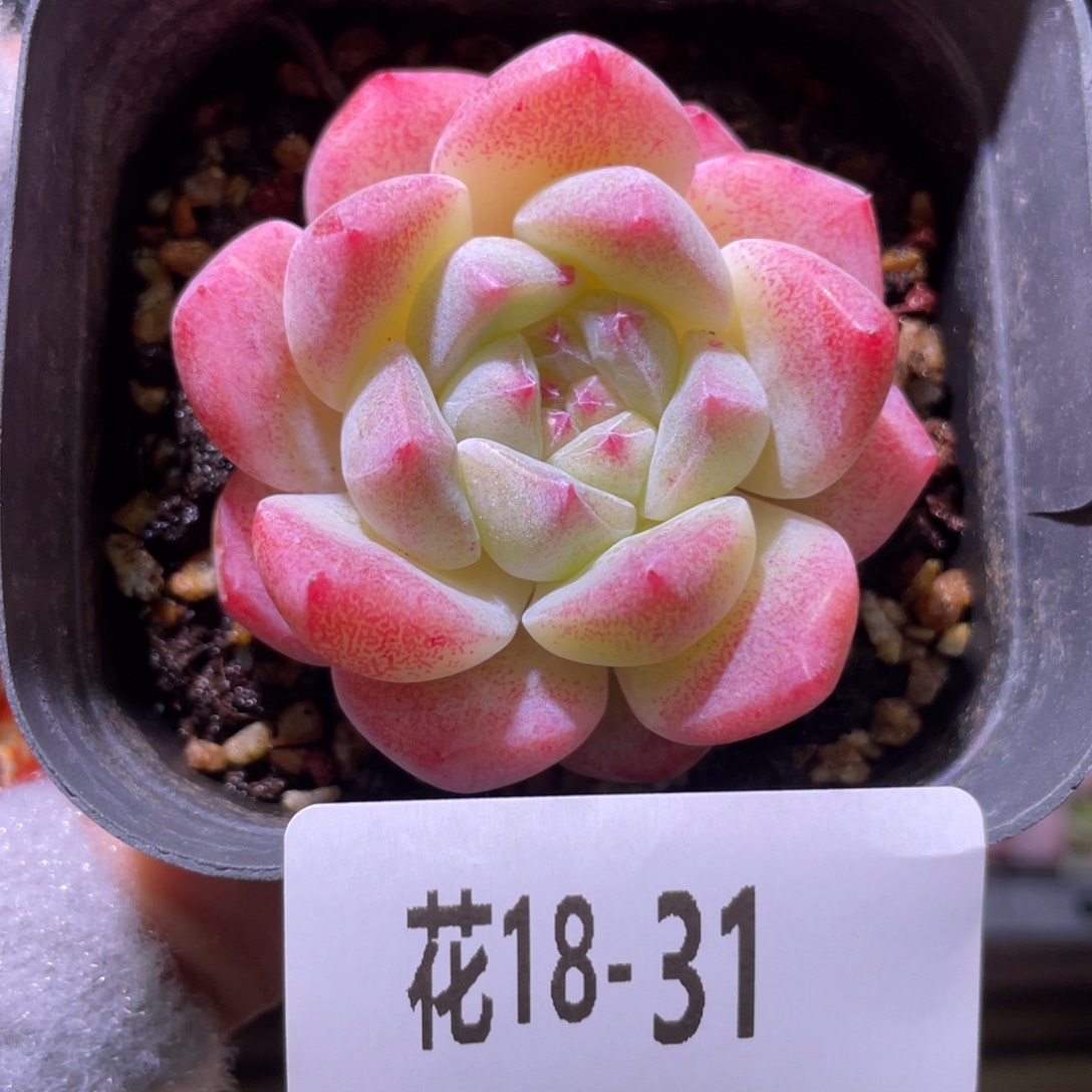 花利美18-31冰糖单头