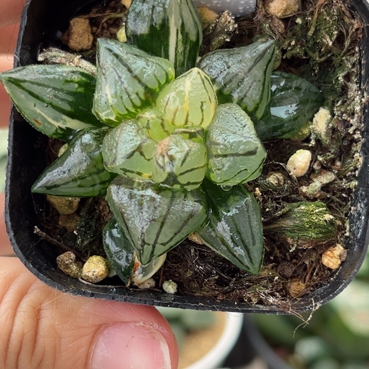 340西瓜锦哈哈哈哈哈哈哈哈