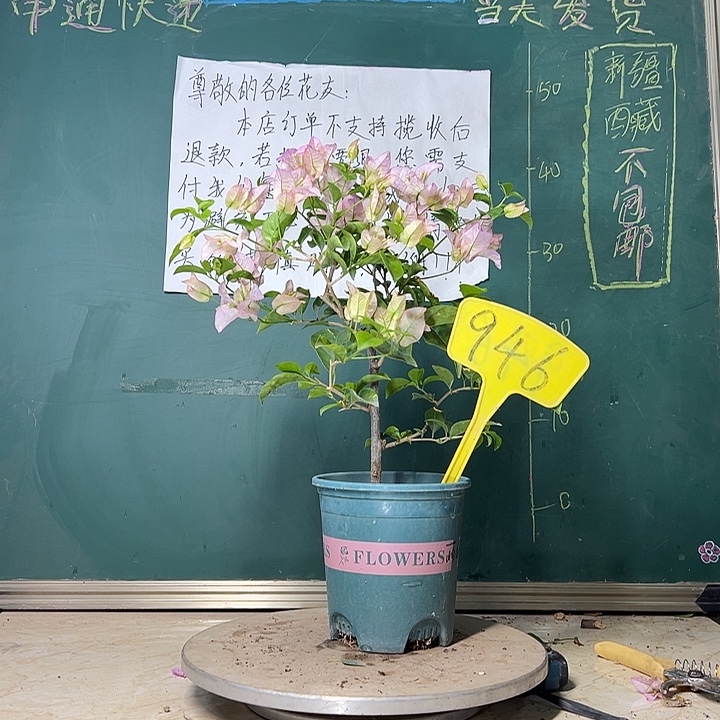当前无花栽培后可以开花  丽娜  946