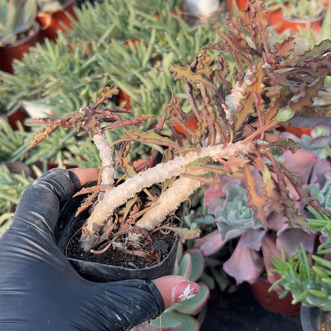 多肉植物皱叶麒麟