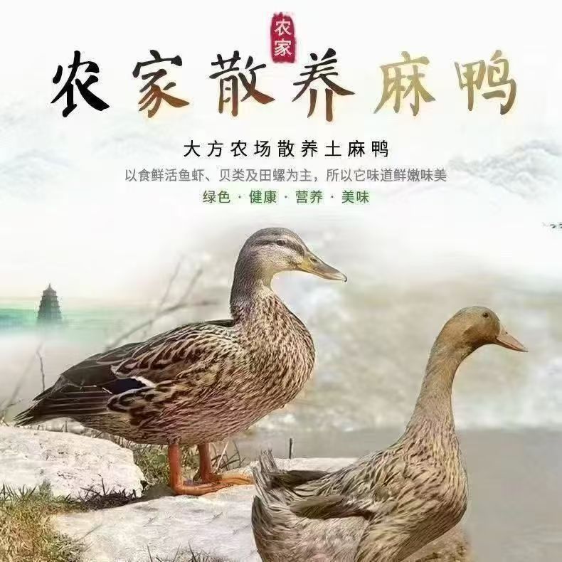 大种麻鸭活体幼苗顺丰包邮活体幼苗可作宠物鸭