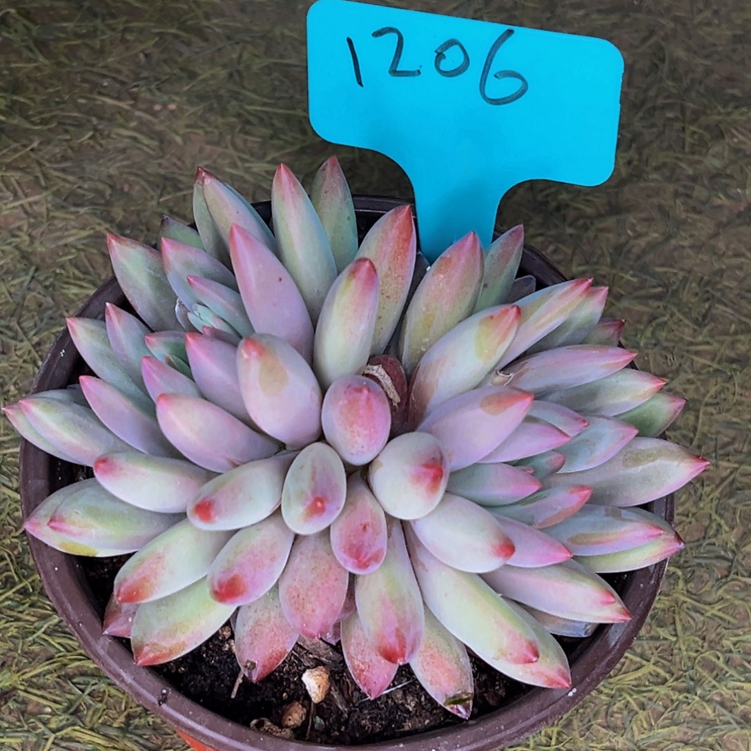 1206号晚上多肉植物群生多肉植物