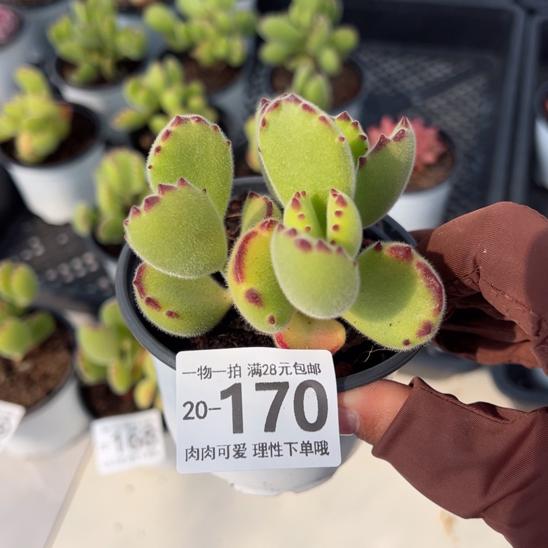 熊童子多肉多肉多肉多肉