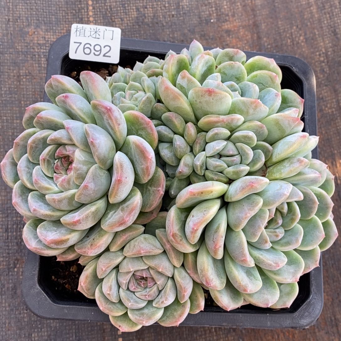 小***头杂交精品多肉7692~18厘米