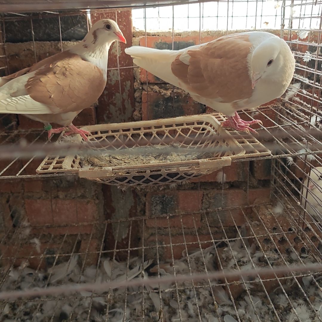3中国大陆包装乳鸽肉鸽一对