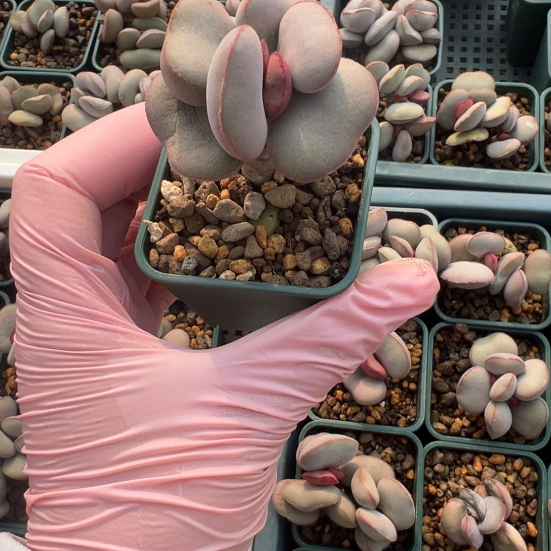 269红蛋实生老桩一颗