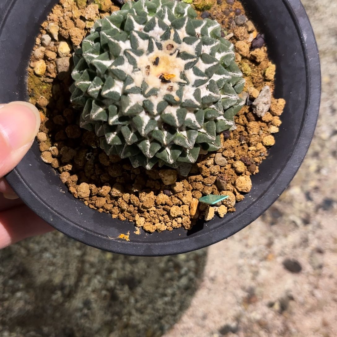 ****z14号自根馒头姬差价