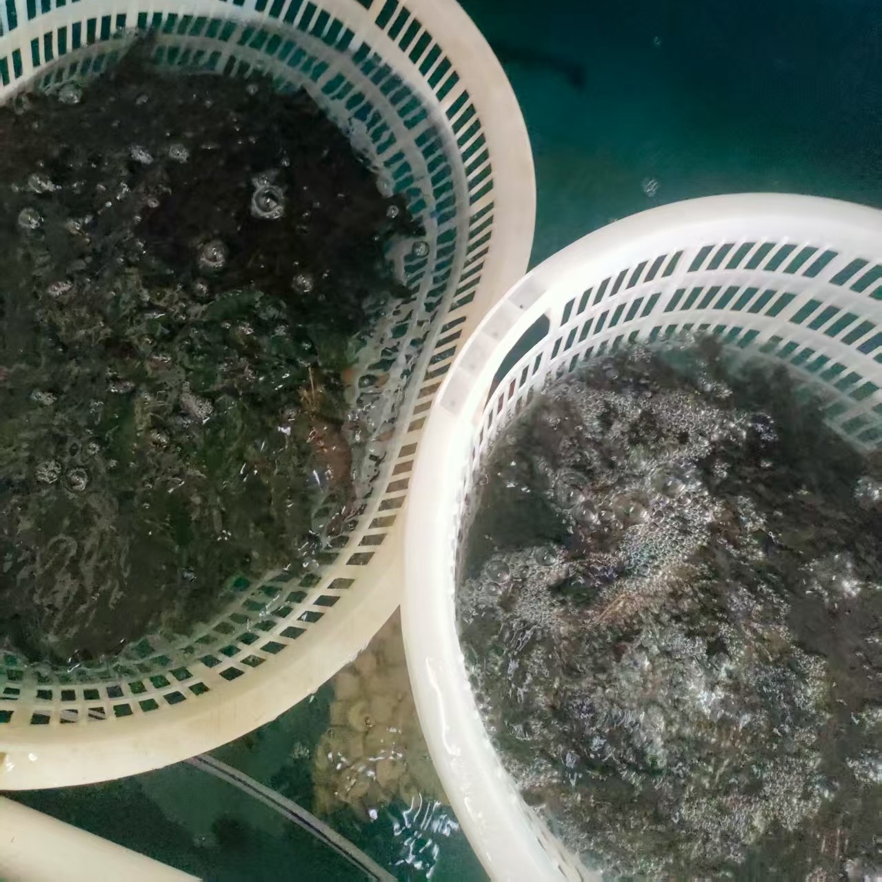 活黑虎虾一斤规格包鲜不包活