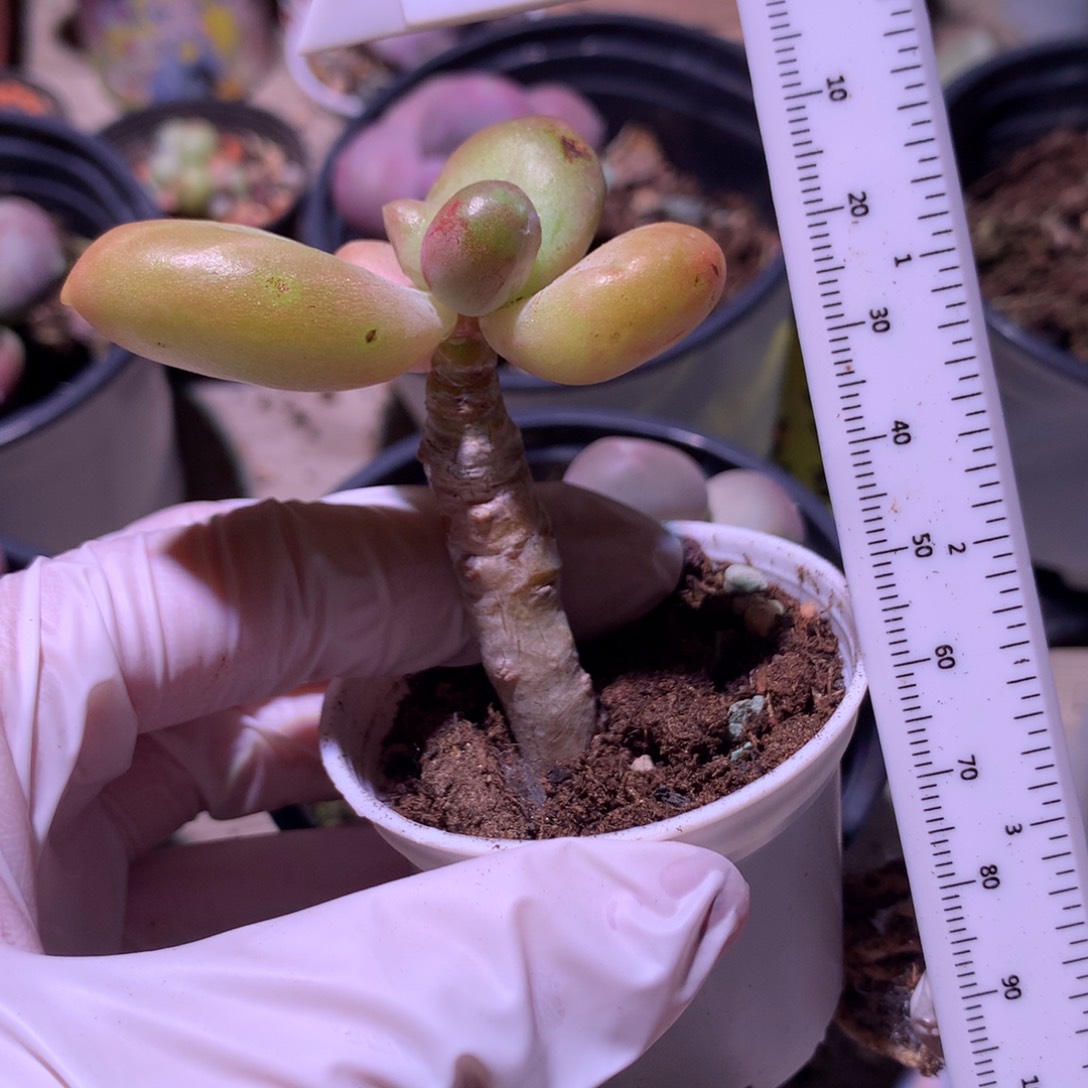 乌里维亚奶酪多肉 乌里维亚