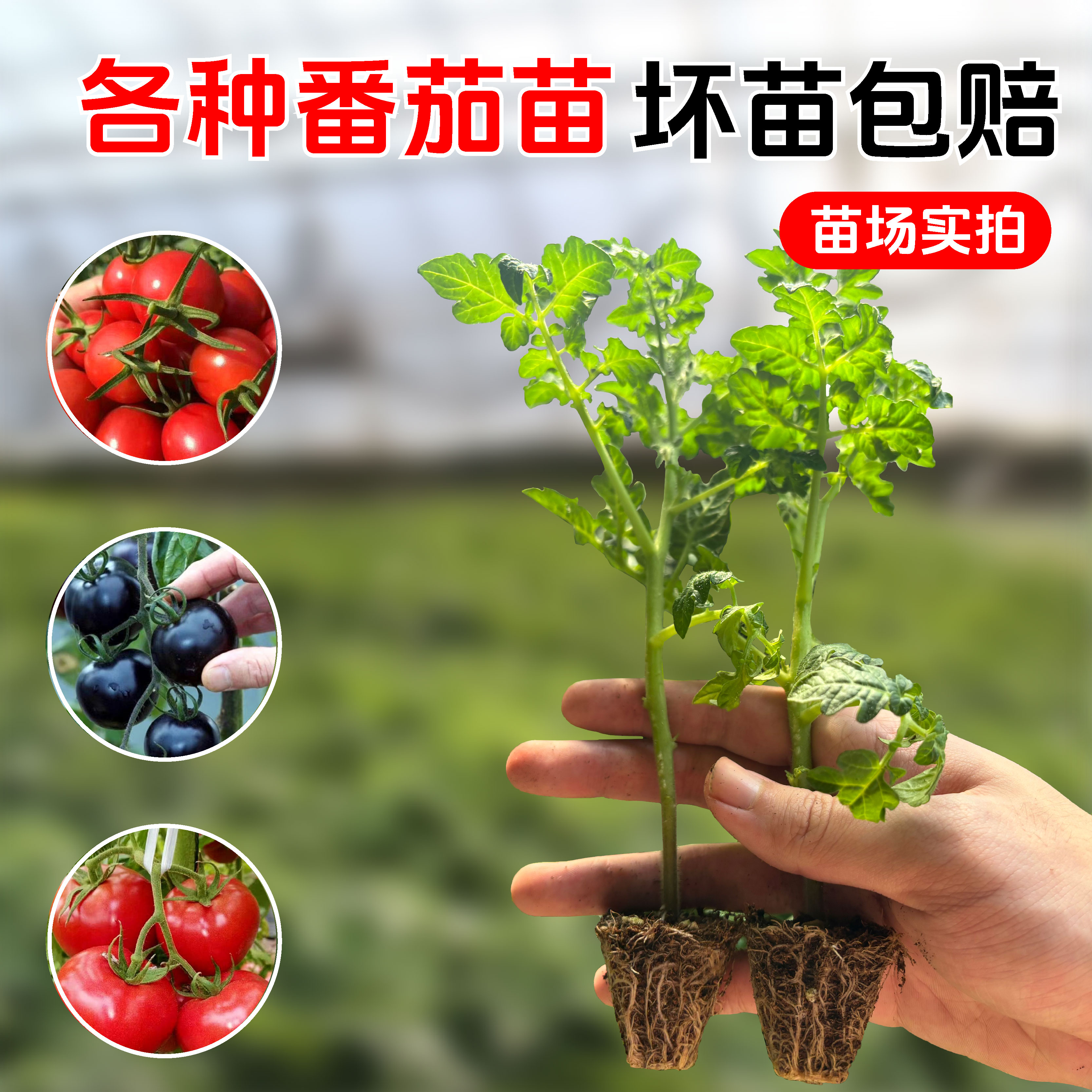 【大番茄秧苗】多品种优质高产番茄苗四季阳台庭院种植精品穴盘苗
