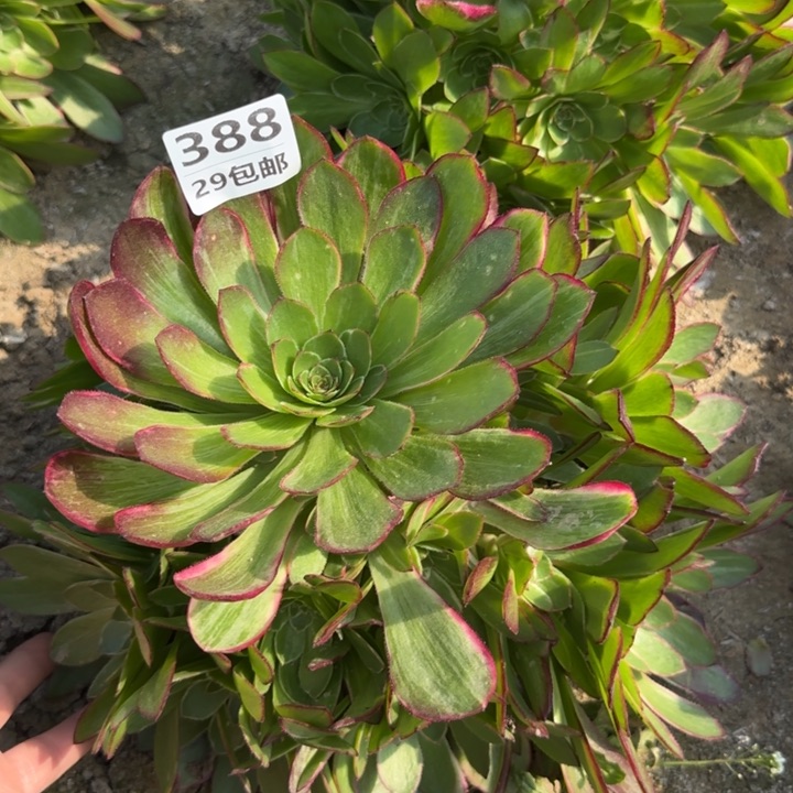 莲花座……多肉植物……