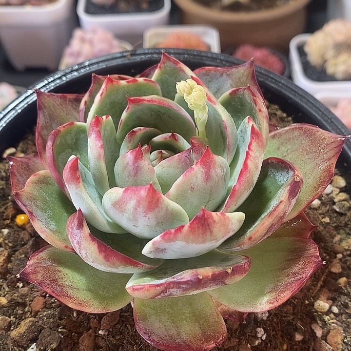 春节福利惊鸿仙子416