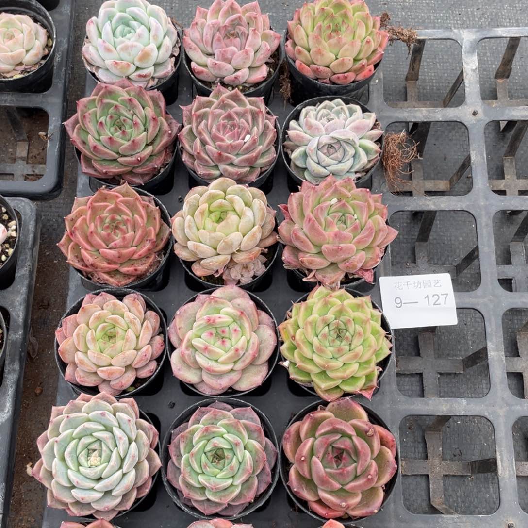 一物一拍18颗9-127