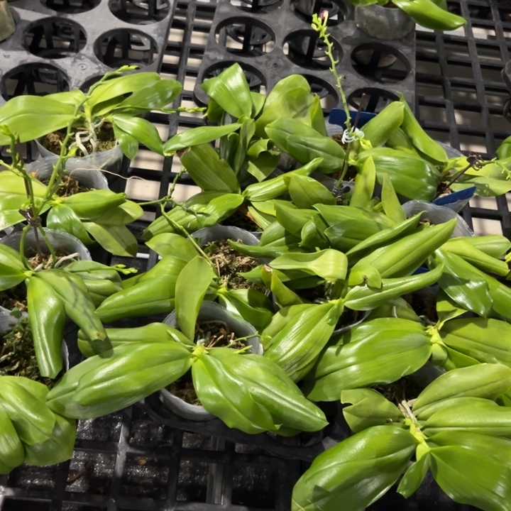 不开花植物盾花极光红3.5少根拍一发二