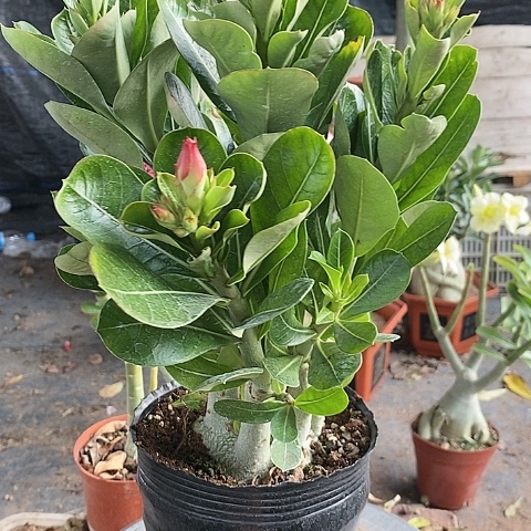 【闪购商品】?**糖绿植