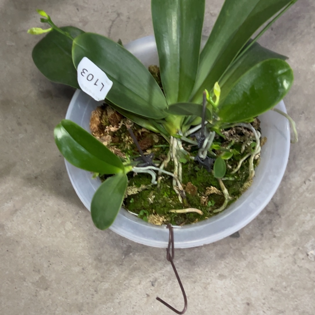 游***鱼完全开放l103十寸路德瑕疵