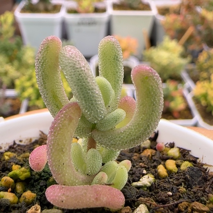 183-紫闪光植物枝干