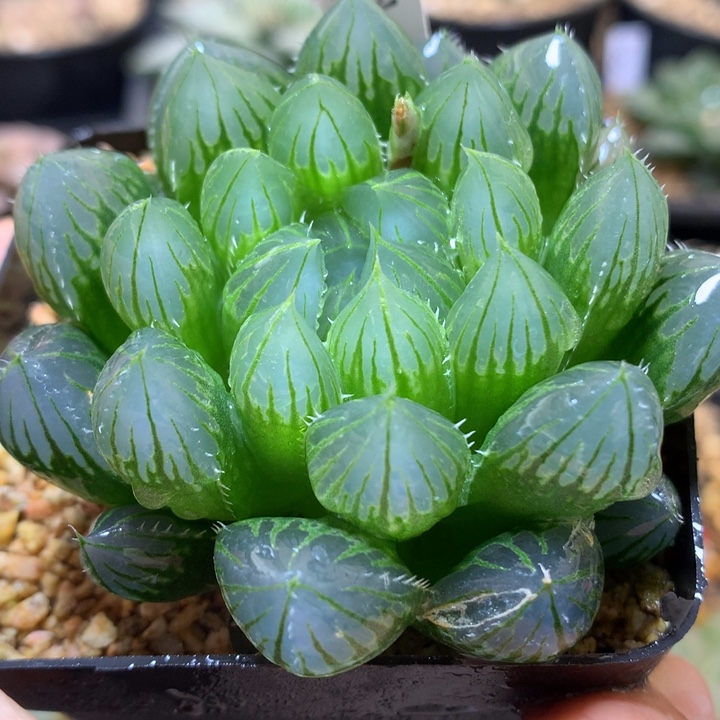 实生玉露带热度土发货