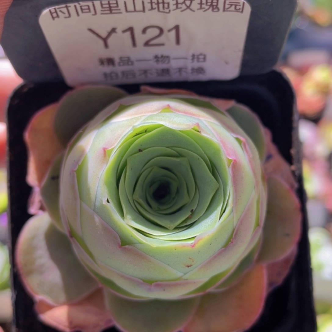 浣纱玫瑰一物一拍121