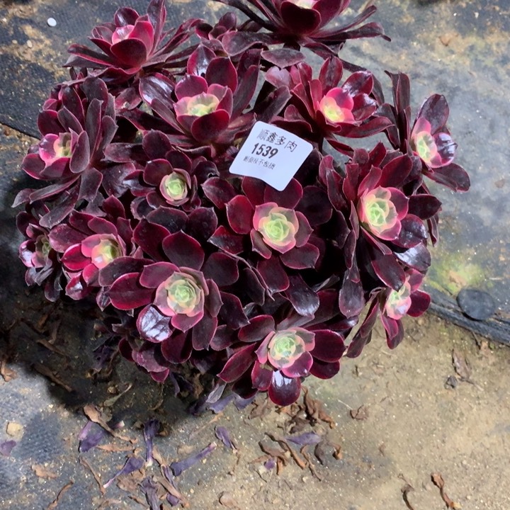 1539金丝多肉植物