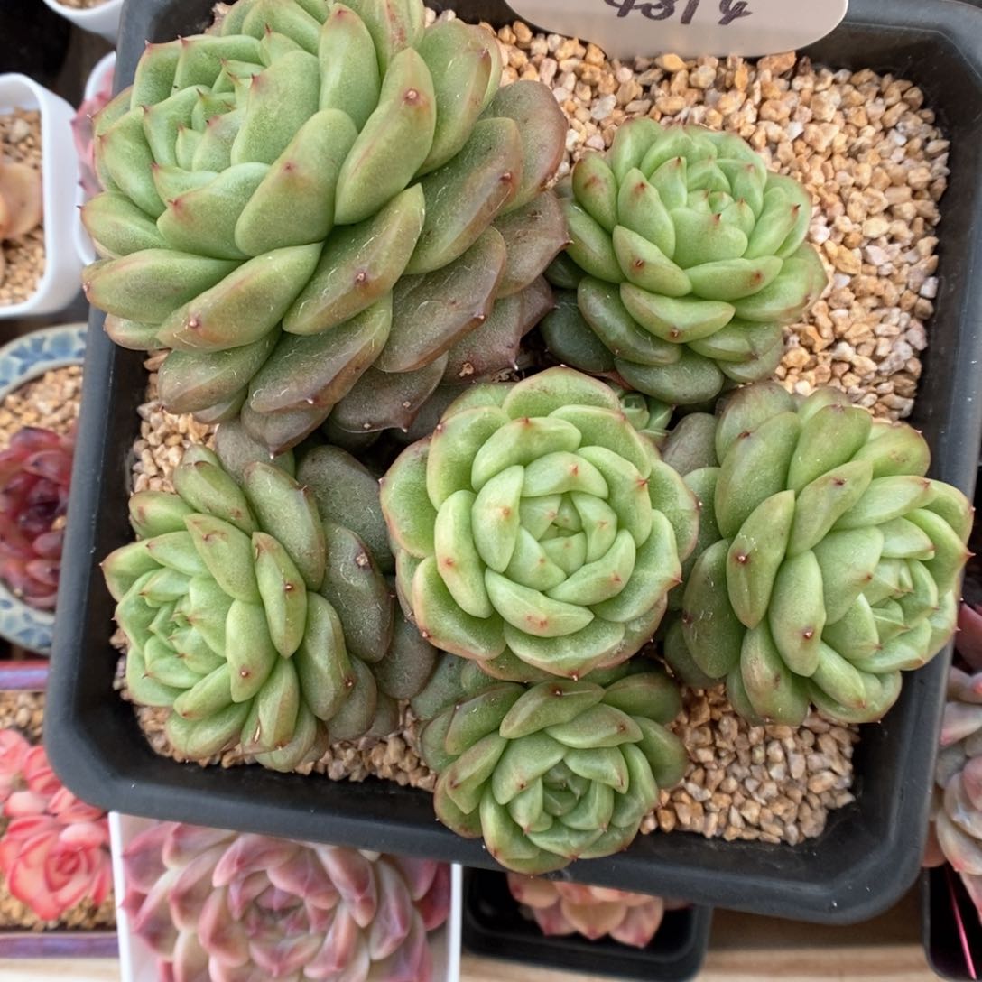 灯泡珍妮群生4894号