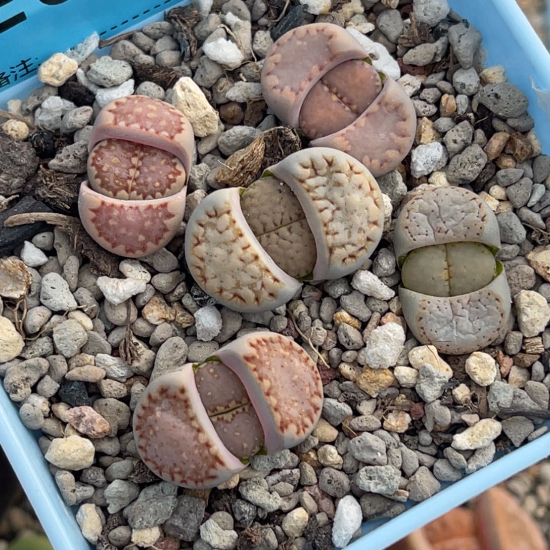 6512饼干彩套五颗 