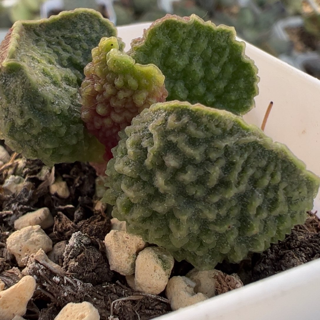 实生新品多肉植物水泡多肉植物水泡