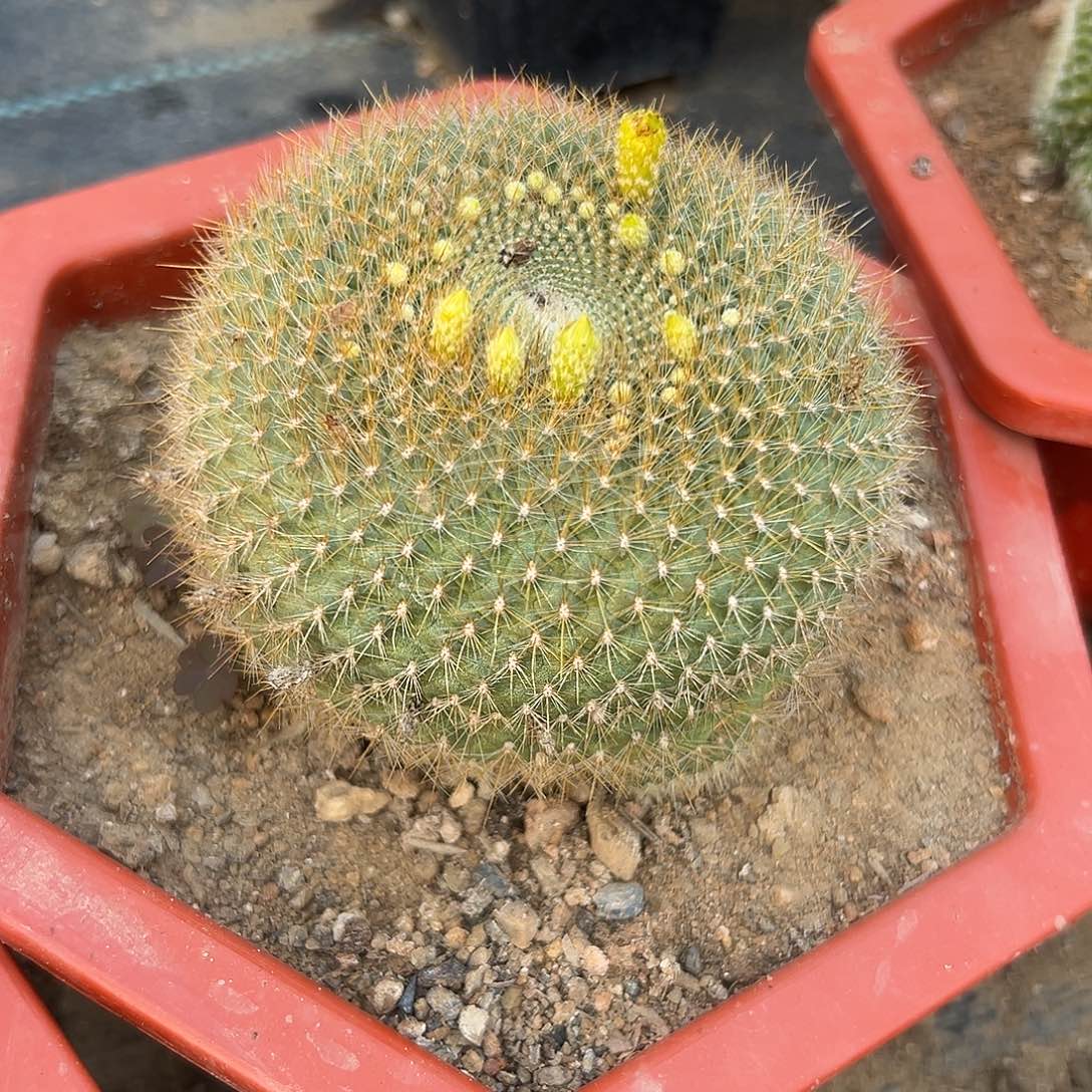 多肉植物绿雪光群