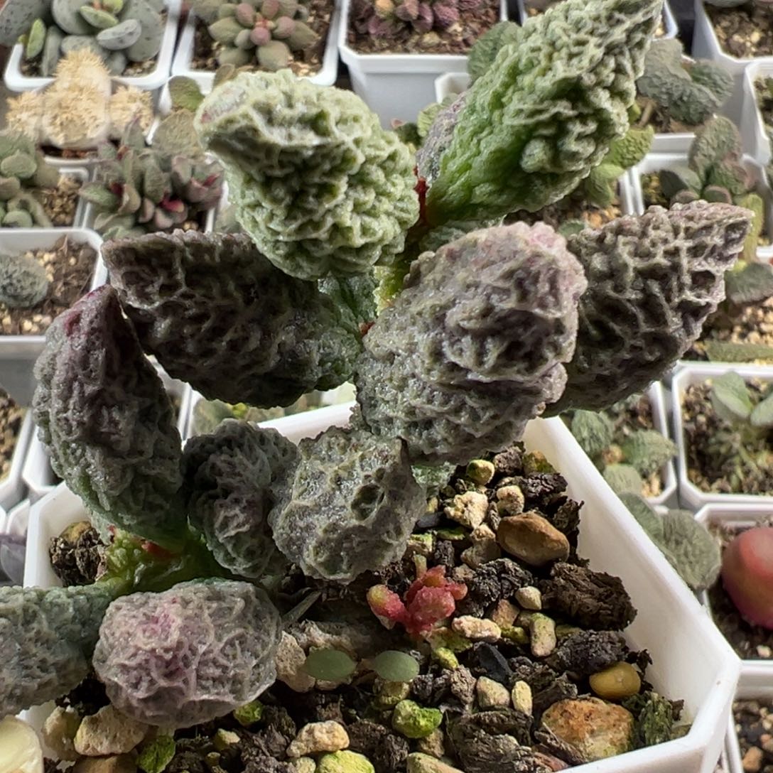 希诺老桩多肉植物水泡多肉植物