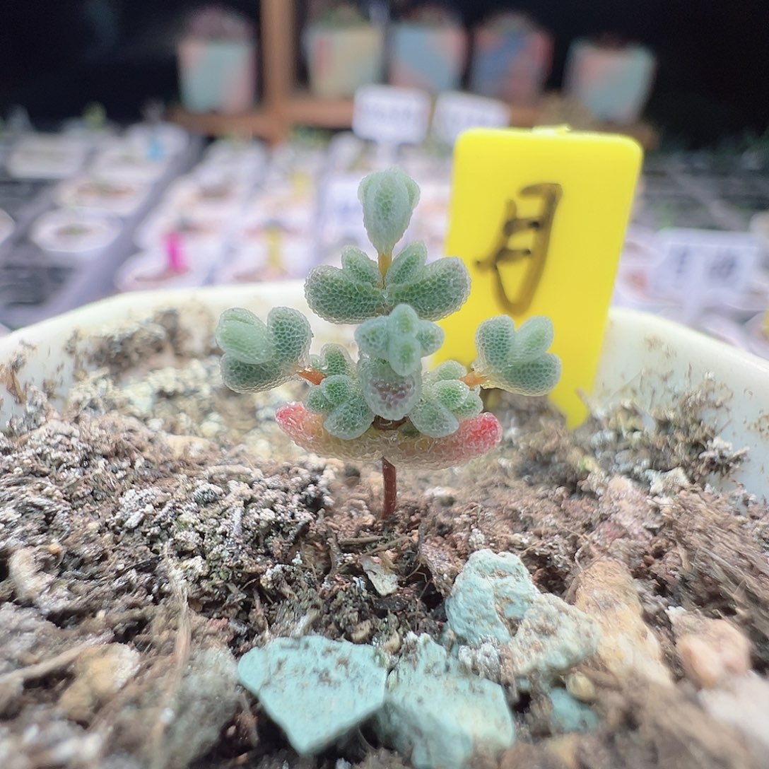 尺寸很小，2650实生月曲，拍下不退不换