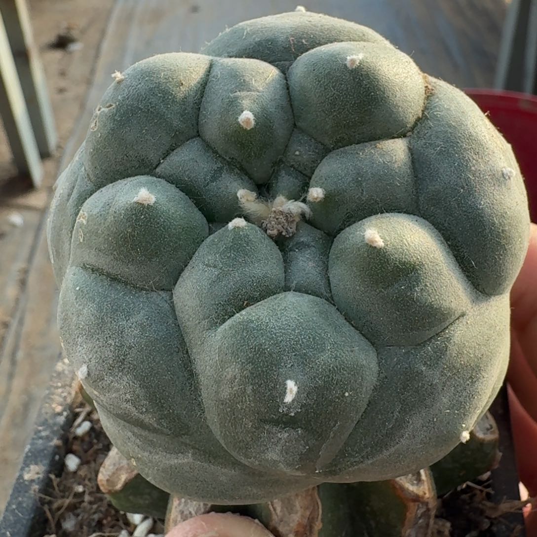 【闪购商品】苗接超大尤鲜672