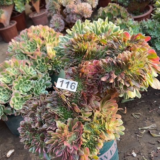 远***吗多肉植物一个有伤香非116