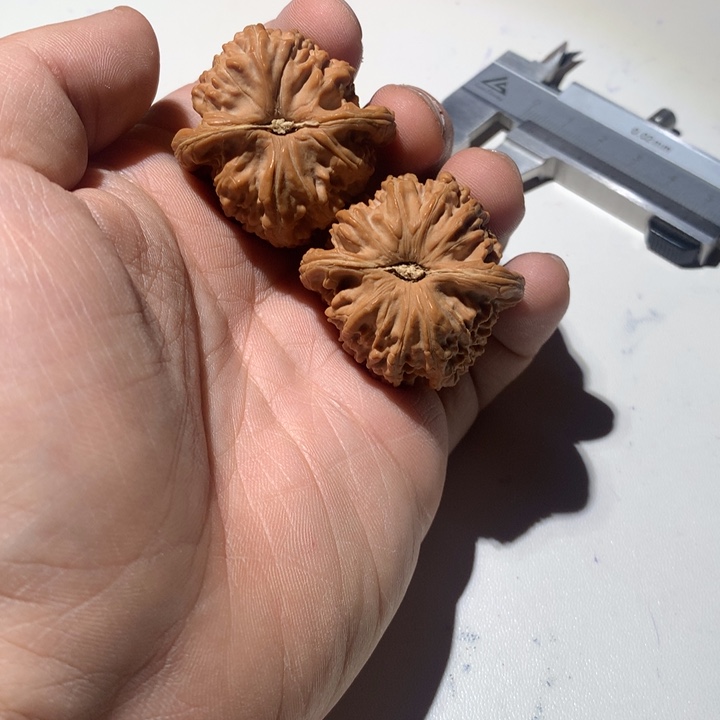 把件文玩核桃贾*白狮子