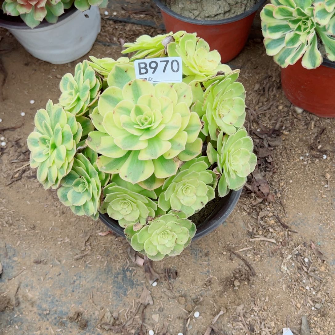 970雨荷多肉植物法师多肉