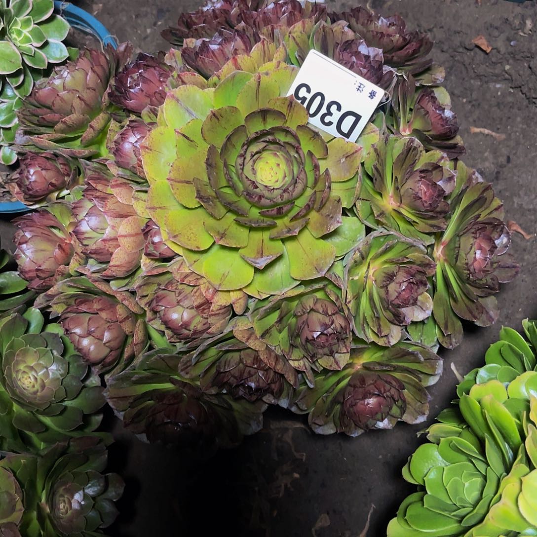 万拉丝13/30包邮法师