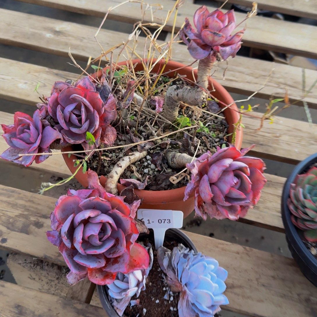 @***痕1-073两颗组不包损