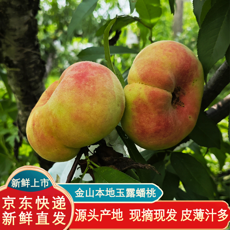 上海金山吕巷玉露蟠桃12个礼盒装现摘现发