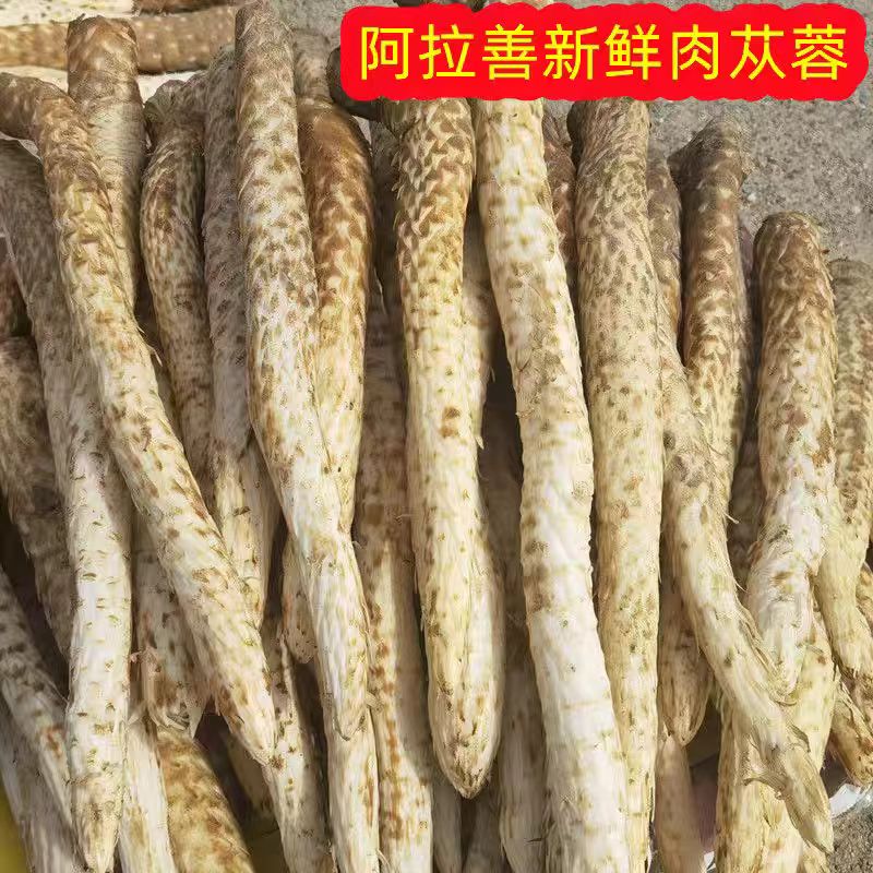 正宗内蒙古阿拉善新鲜肉苁蓉 直播间现称现拍 实物以直播间为准