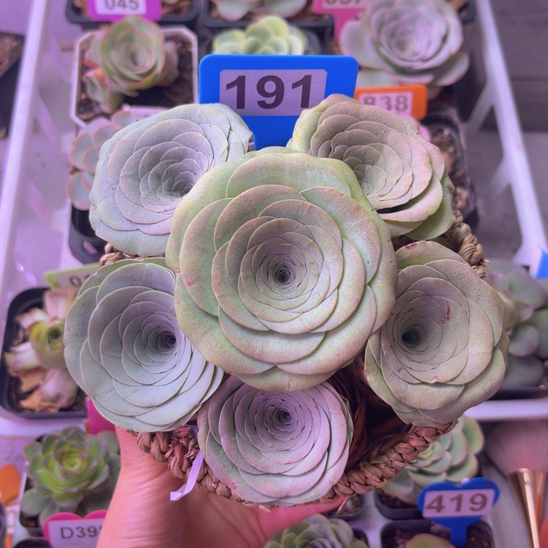 花朵脸花篮191 6颗裸根发