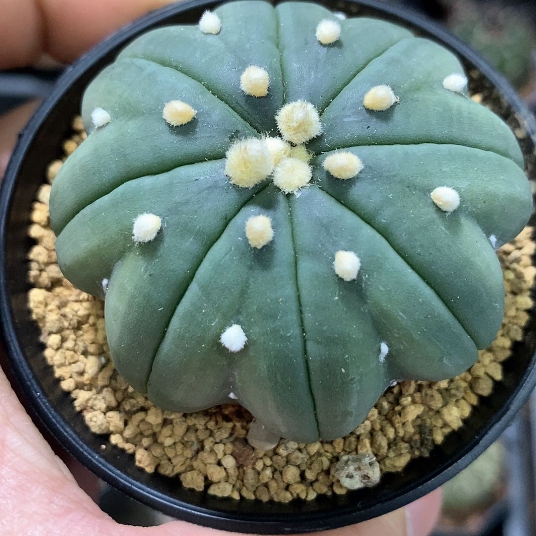 孤品实生顶级特选高长脚海星指纹兜5.7cm