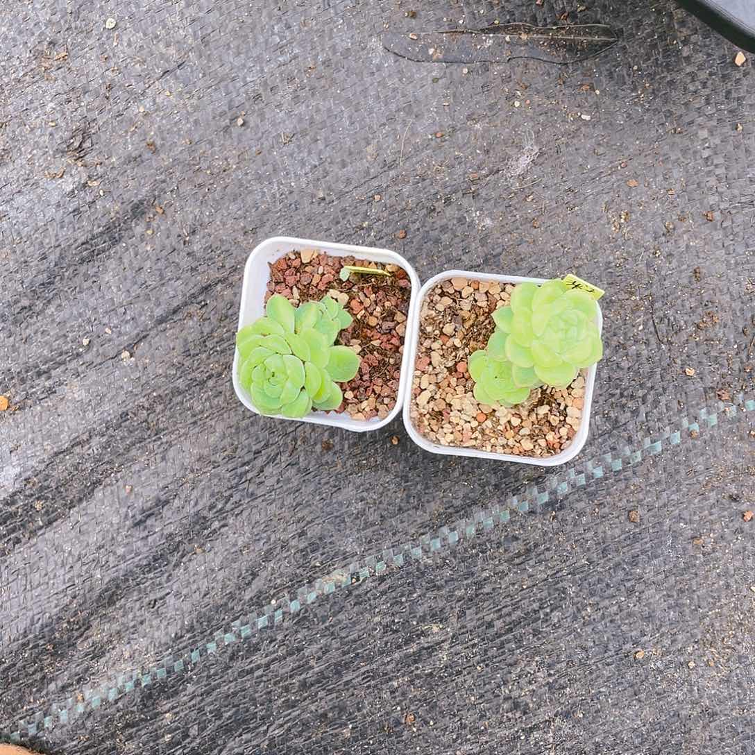 D泼天两个母本盆满25包邮