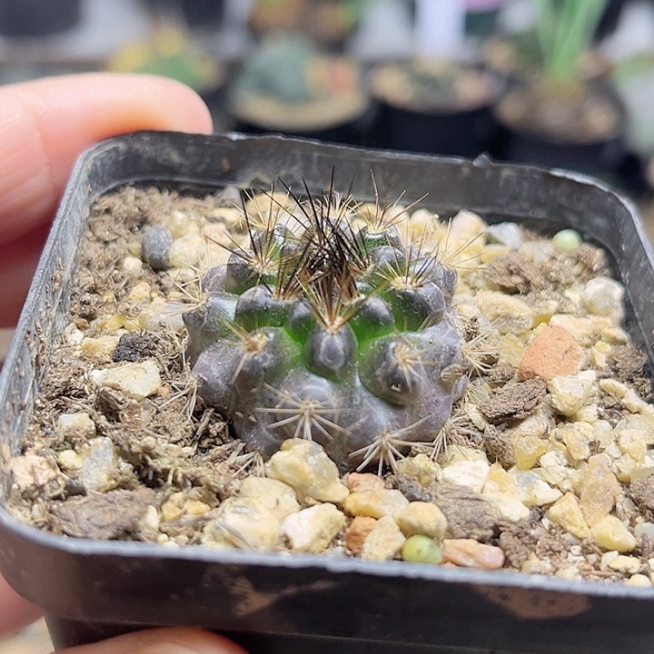 黑刺智利球实生球一颗