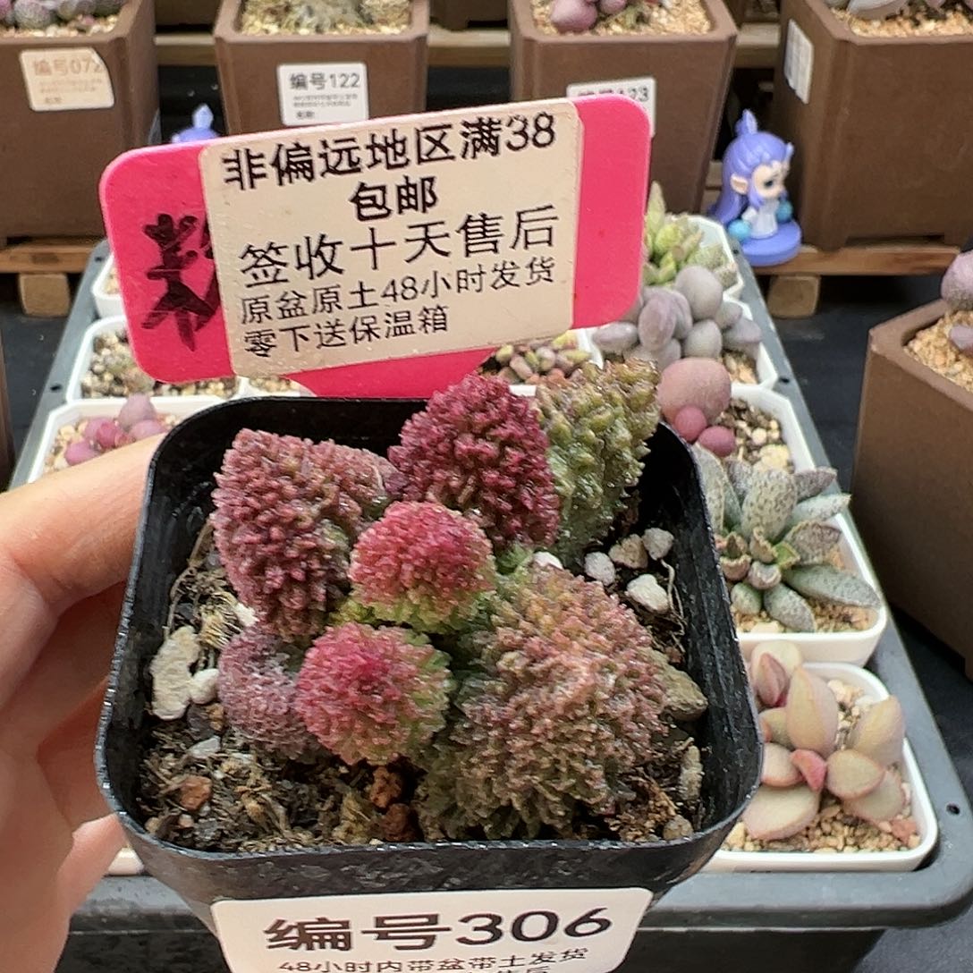 306朱紫玉多肉植物