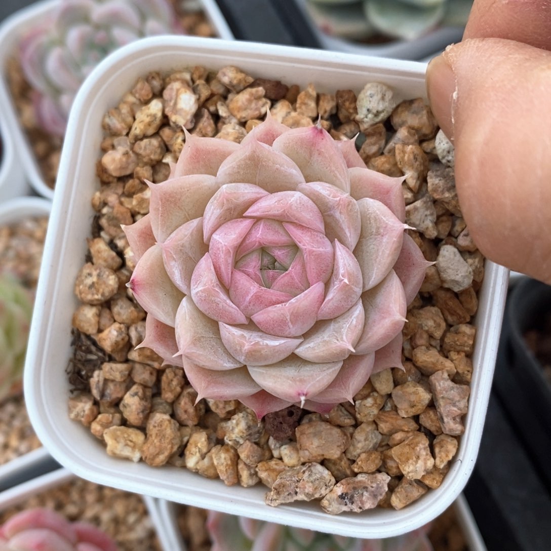 精品多肉一物一拍不包整87